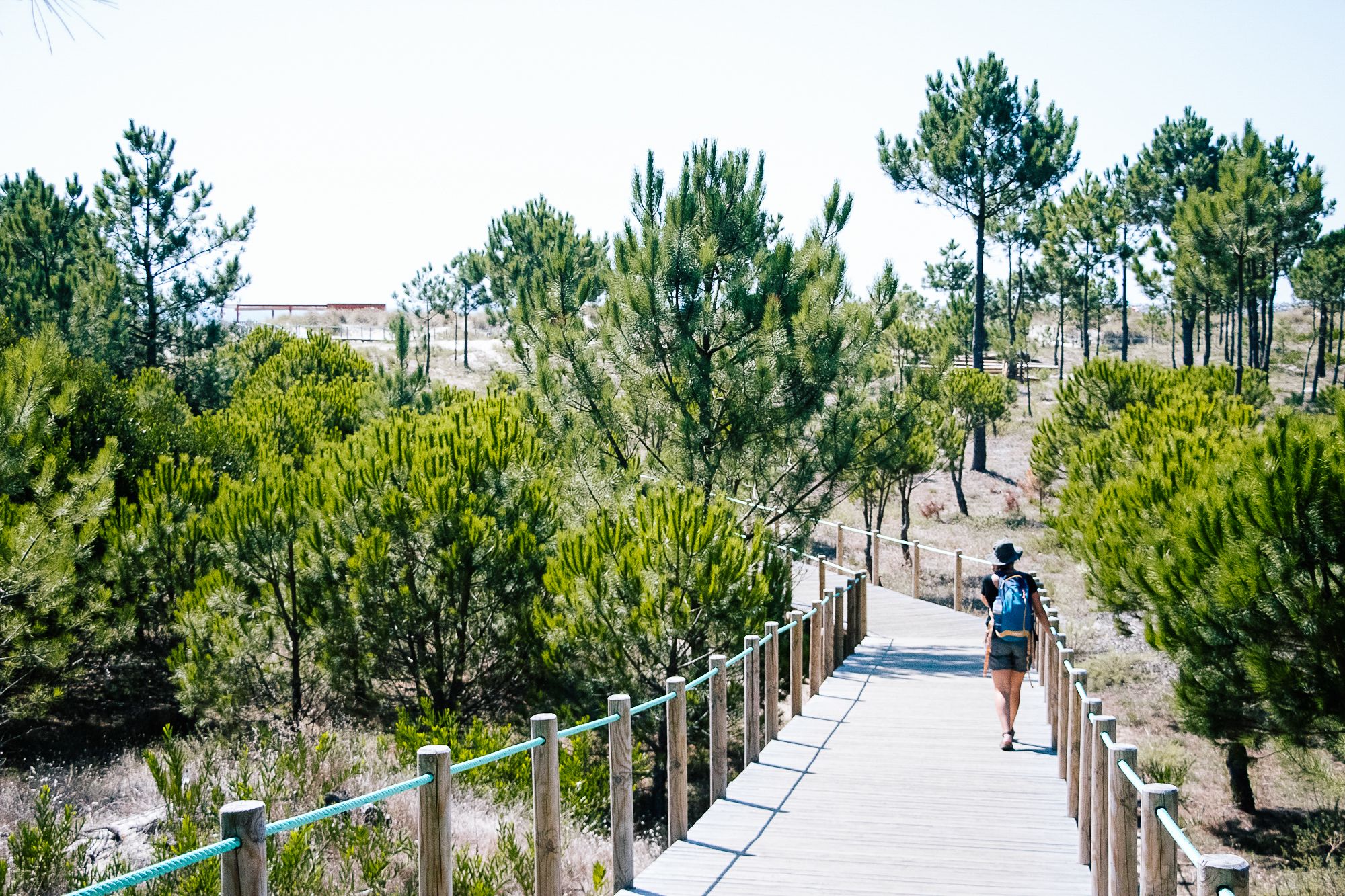 Escursionista che cammina su una passerella lungo un sentiero alberato vicino alla costa, Portogallo.